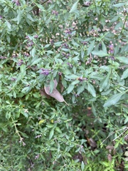 Prostanthera lanceolata
