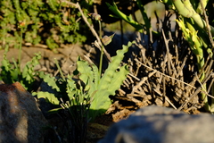 Freesia viridis crispifolia