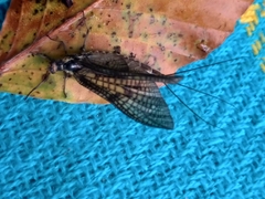 Ephemera vulgata