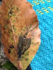 Ephemera vulgata