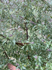 Prostanthera lanceolata
