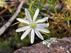 Stellaria pungens