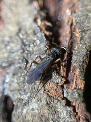 Rhytidoponera aspera