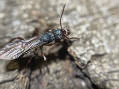 Rhytidoponera aspera