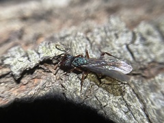 Rhytidoponera aspera