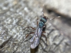 Rhytidoponera aspera