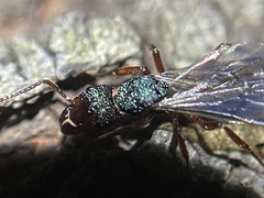 Rhytidoponera aspera