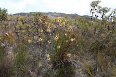 Leucadendron burchellii