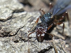Rhytidoponera aspera