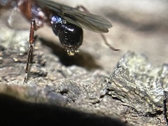 Rhytidoponera aspera