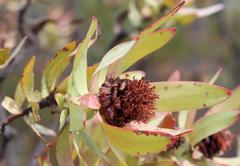Leucadendron burchellii