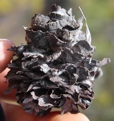 Leucadendron burchellii