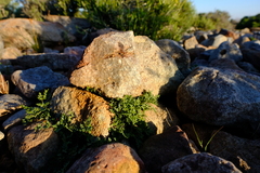 Cheilanthes deltoidea