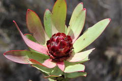 Leucadendron burchellii