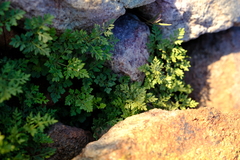 Cheilanthes deltoidea