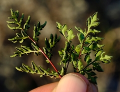 Cheilanthes deltoidea