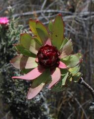 Leucadendron burchellii