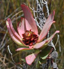 Leucadendron burchellii