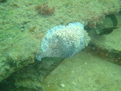 Dendrodoris caesia