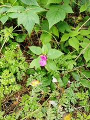 Impatiens glandulifera