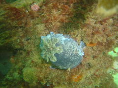 Dendrodoris caesia
