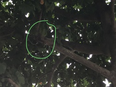 Callosciurus notatus