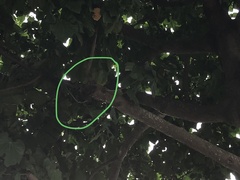 Callosciurus notatus