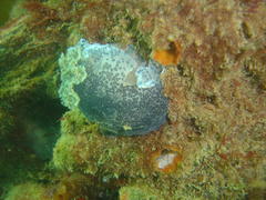 Dendrodoris caesia