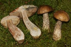 Leccinum rigidipes