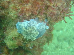 Dendrodoris caesia