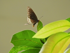 Euploea core