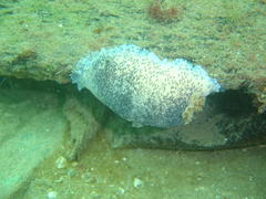 Dendrodoris caesia