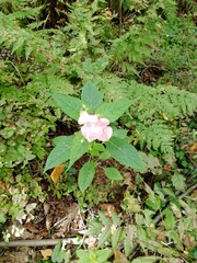 Impatiens glandulifera