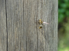 Protonectarina sylveirae