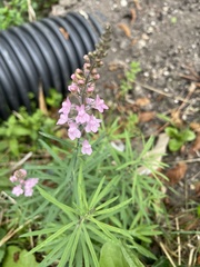 Linaria purpurea