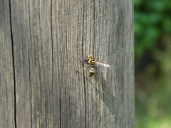 Protonectarina sylveirae