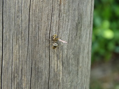 Protonectarina sylveirae