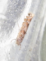 Phyllonorycter nipigon