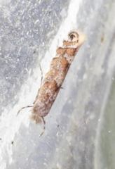 Phyllonorycter nipigon