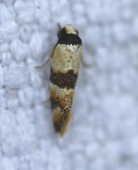 Euphiltra eroticella