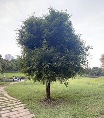 Ficus maclellandii