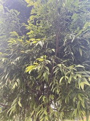 Ficus maclellandii