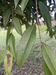 Ficus maclellandii