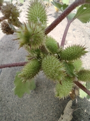 Xanthium