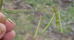 Indigofera verrucosa
