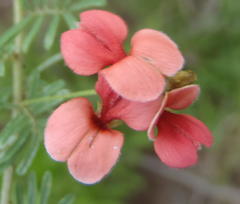 Indigofera verrucosa