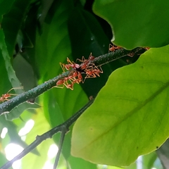 Oecophylla smaragdina
