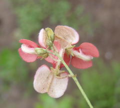 Indigofera verrucosa