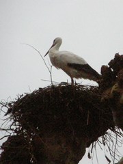 Ciconia ciconia