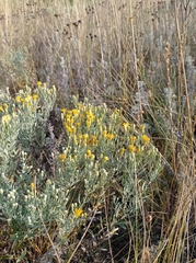 Galatella villosa